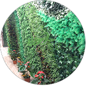 植物墙