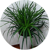 植物租摆