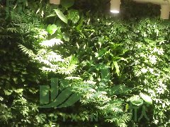 植物墙
