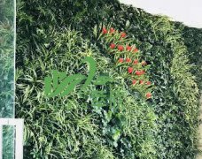 植物墙案例